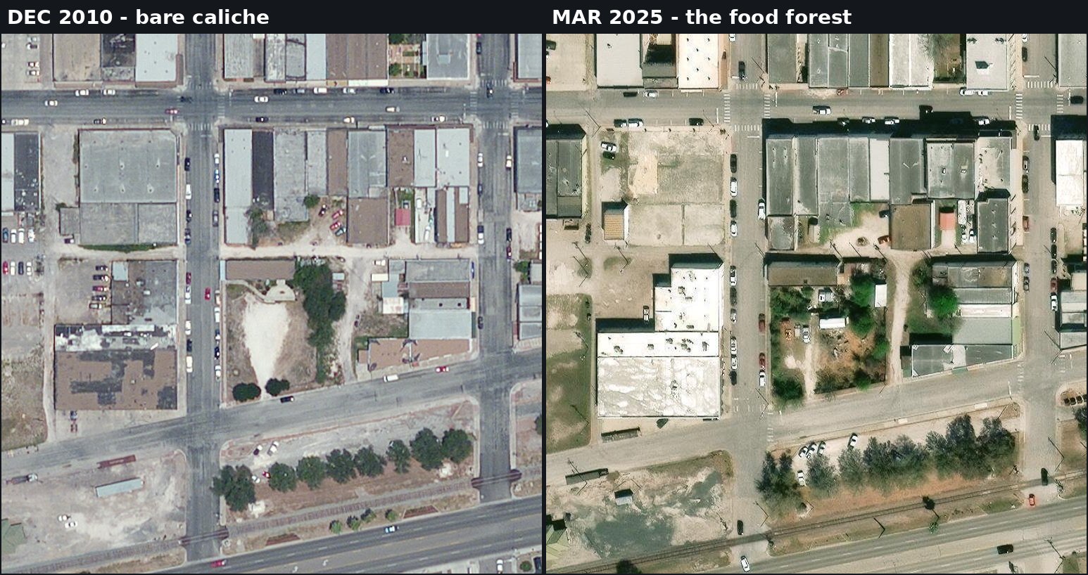 Side-by-side satellite comparison of 62 S. King St, Alice, Texas: a bare white caliche lot in December 2010 next to the same lot covered in tree canopy in March 2025